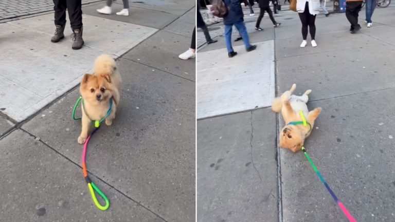 lazy dog laying on the concrete