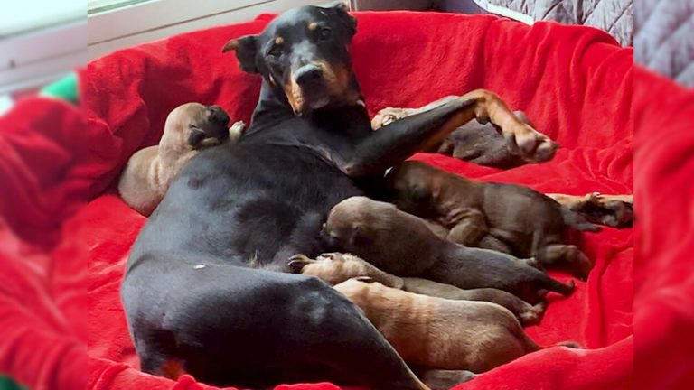 black dog with her puppies