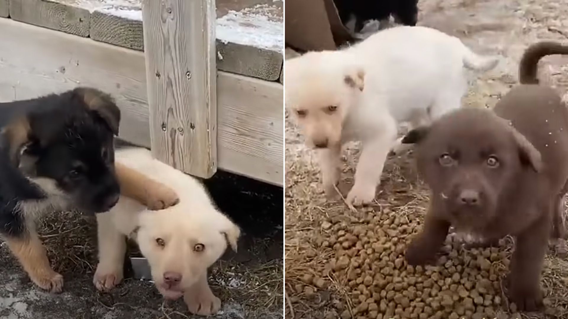 little puppies playing