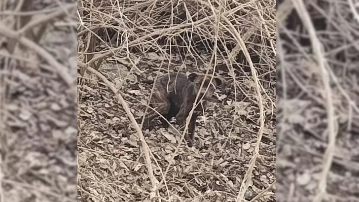 A Man Was Left Shocked After Realizing What Was Hiding In The Woods