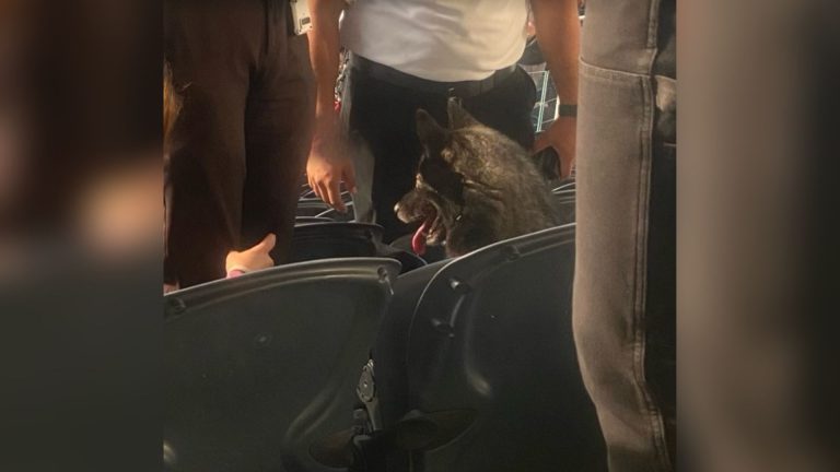 dog sitting in a chair at the concert