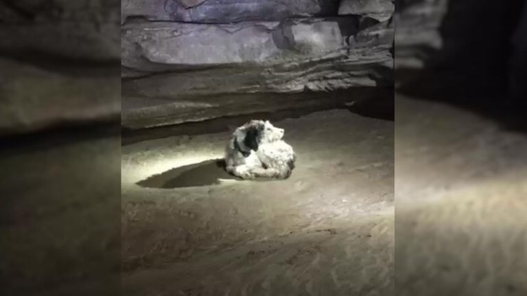 dog sleeping in a cave