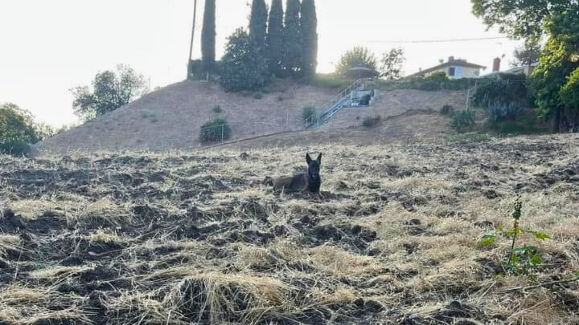dog on a hillside