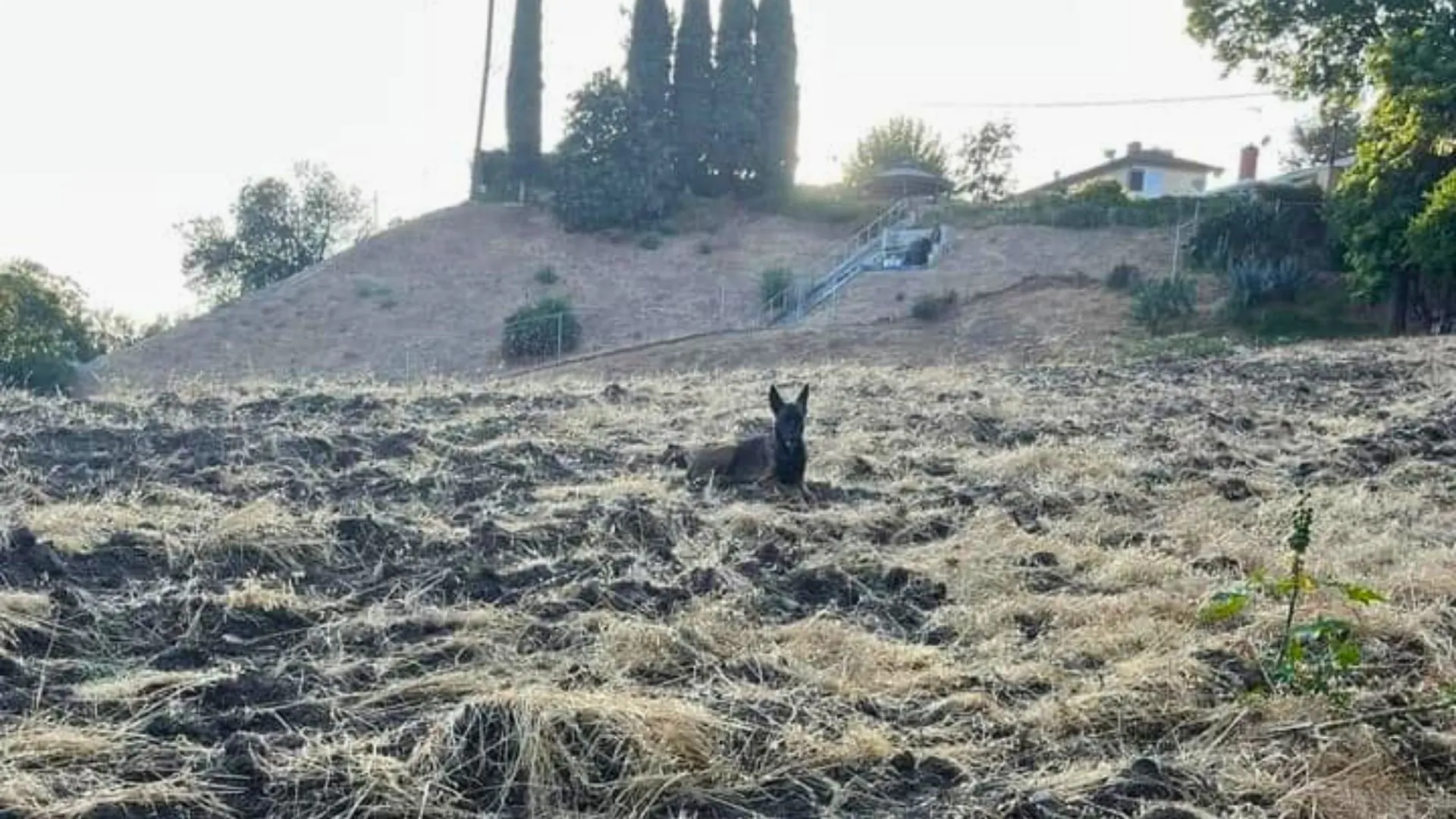 dog on a hillside