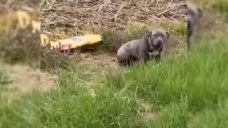 dog sitting on rural road