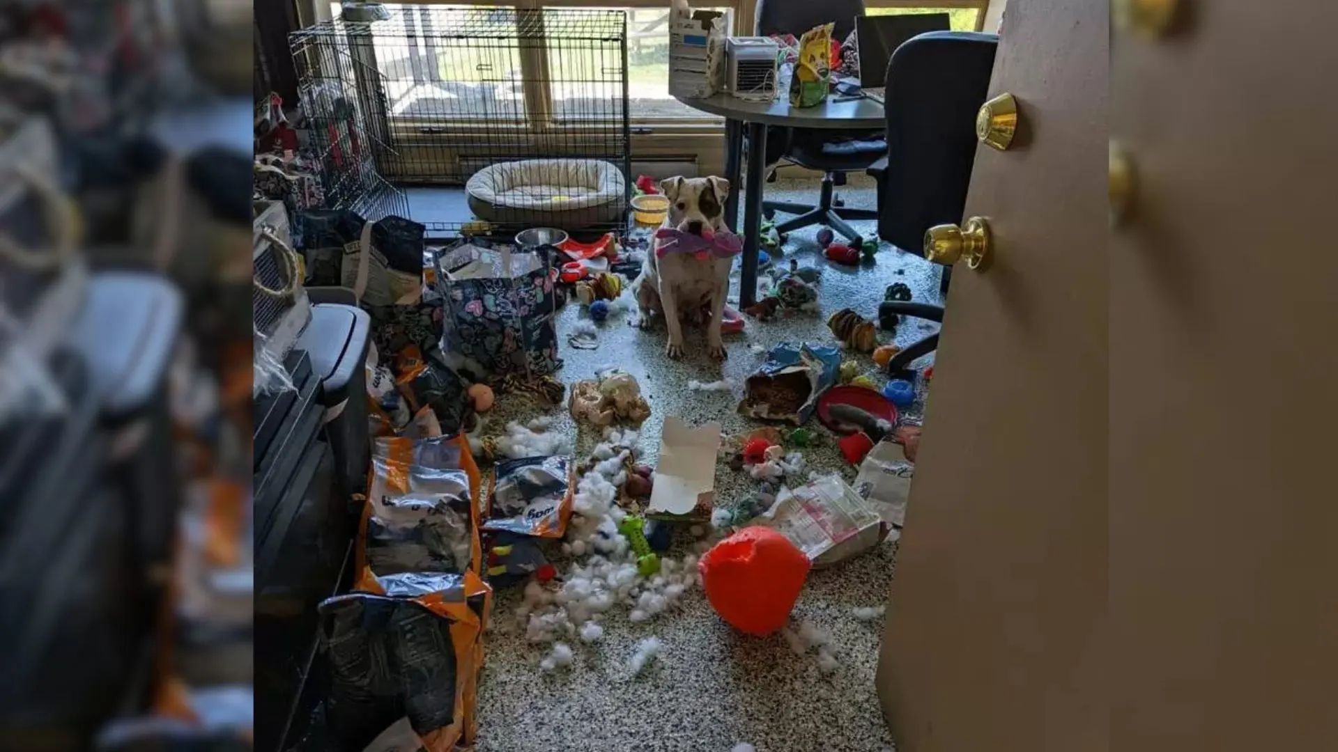 tda.Amusing Dog Chooses to Throw a Grand Office Party for Himself at