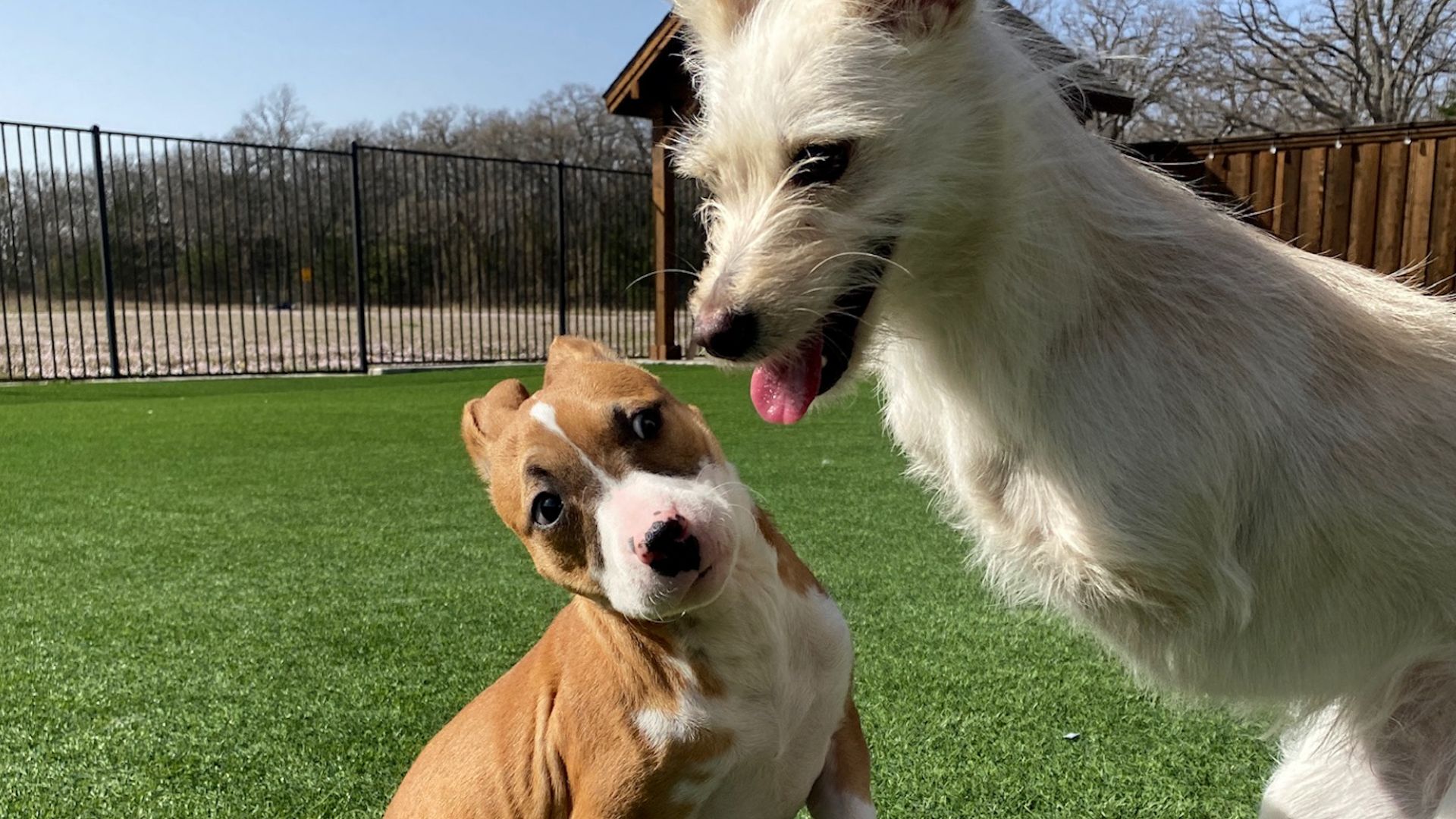 two dogs sitting