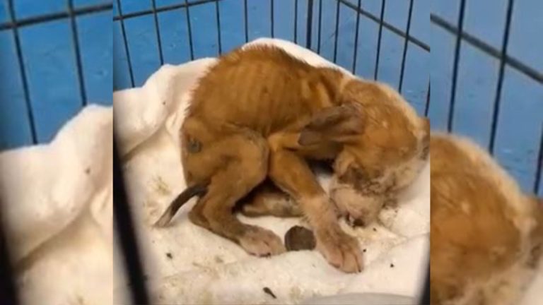 A Puppy Who Was Dumped In A Box