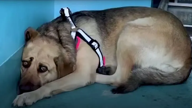 A Depressed Rescue Dog Is Delighted When She Is Finally Adopted