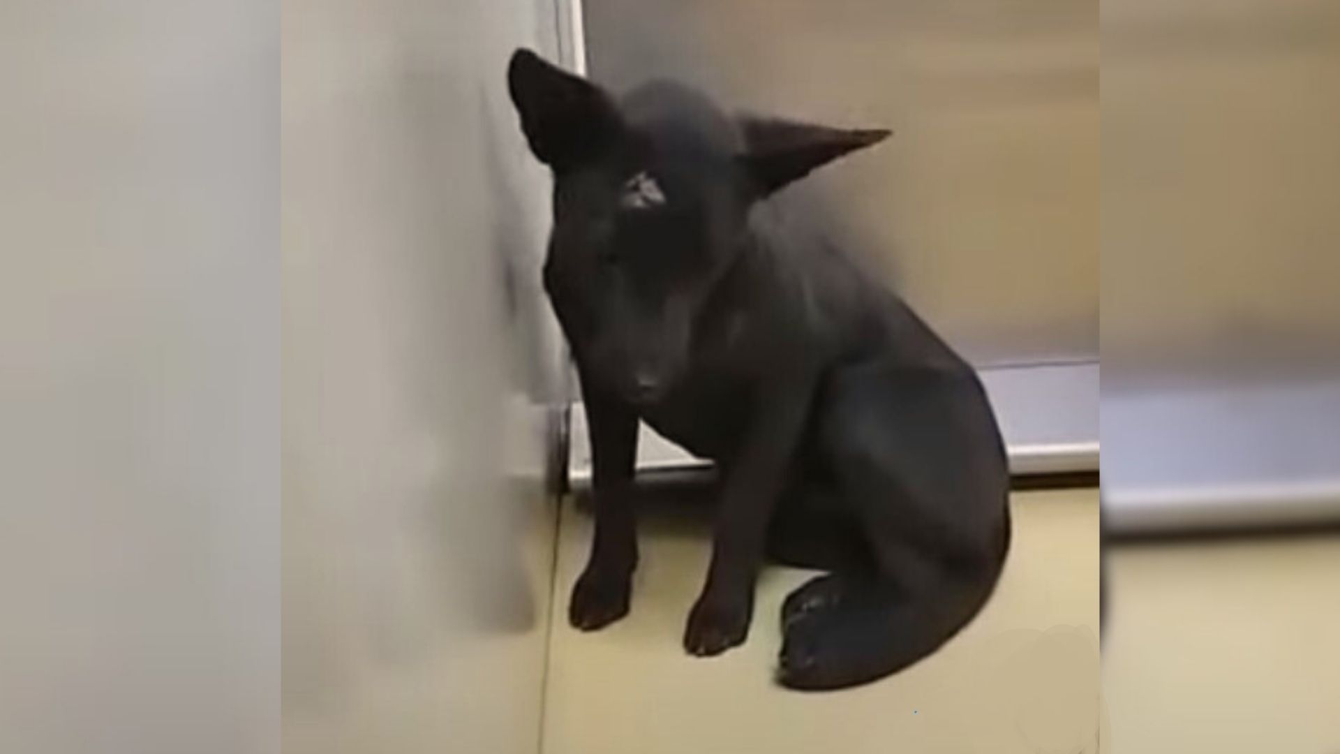stray dog in corner
