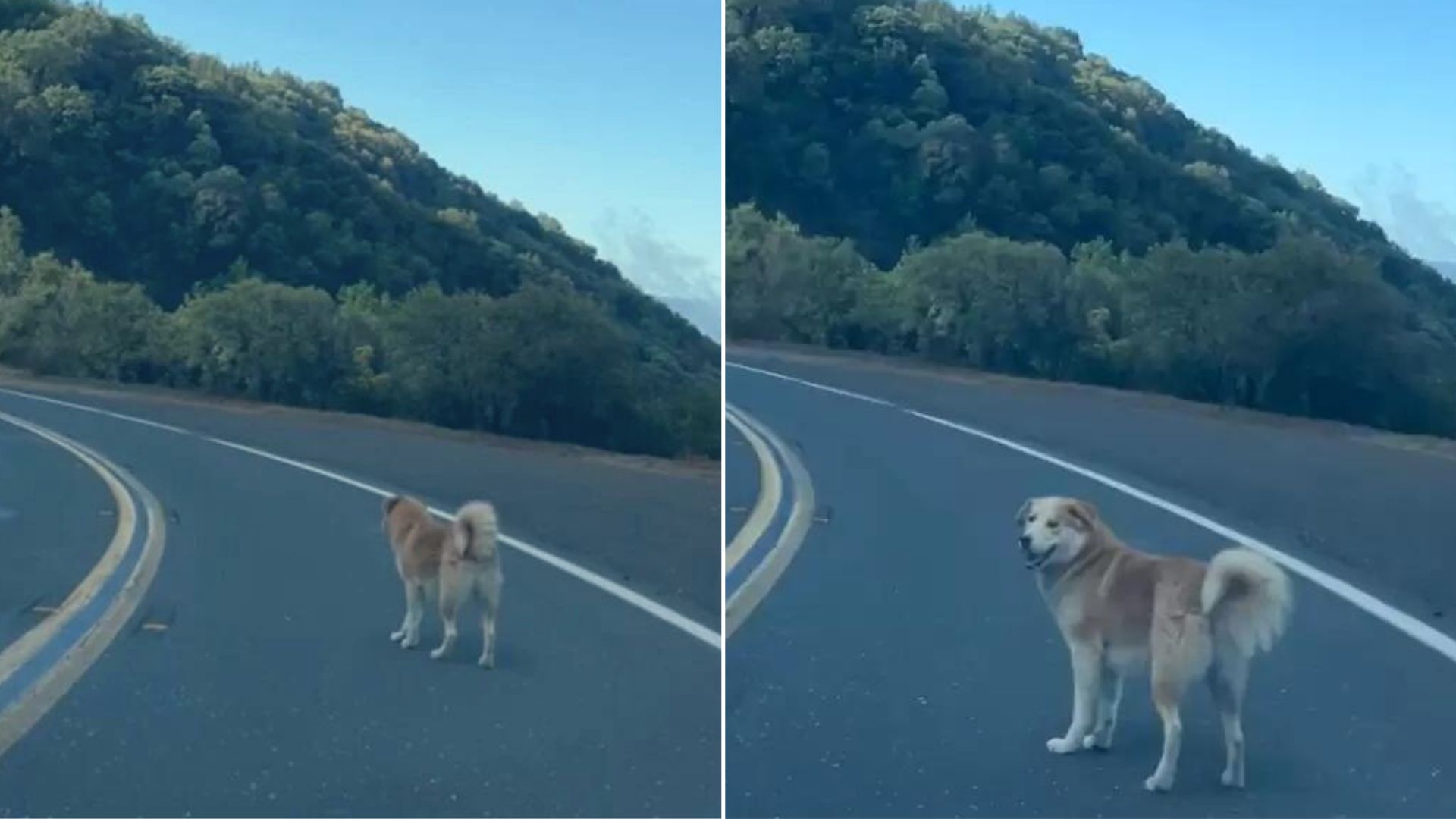 rescued dog from mountains