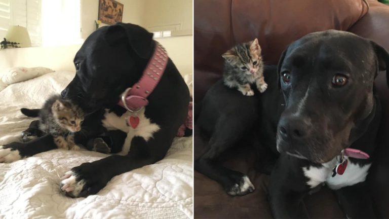 tiny stray kitten and a dog lying on bed
