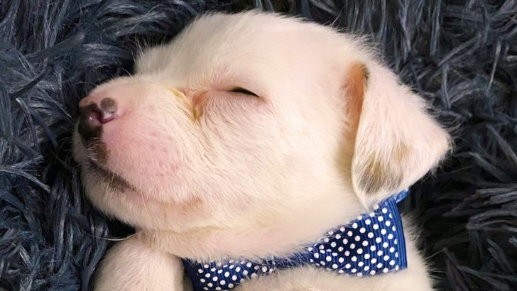 A Tiny, Adorable Puppy Found Inside An Abandoned Box Blossoms With Love 