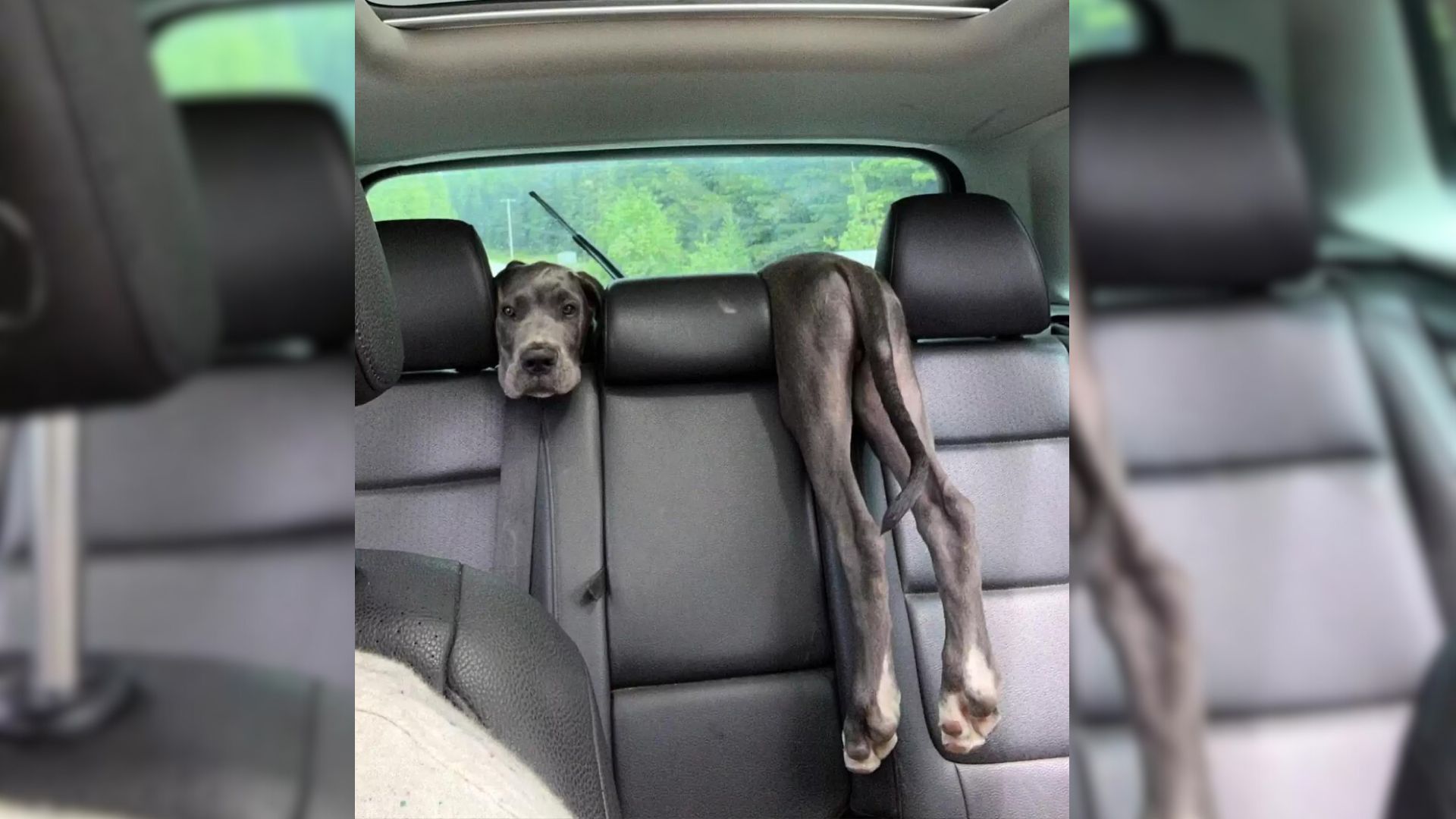 woman driving with dog in the car