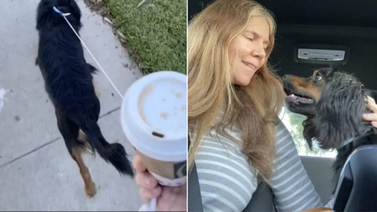 the woman devises a way to get the puppy home