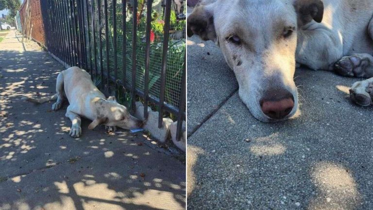 sad dog
