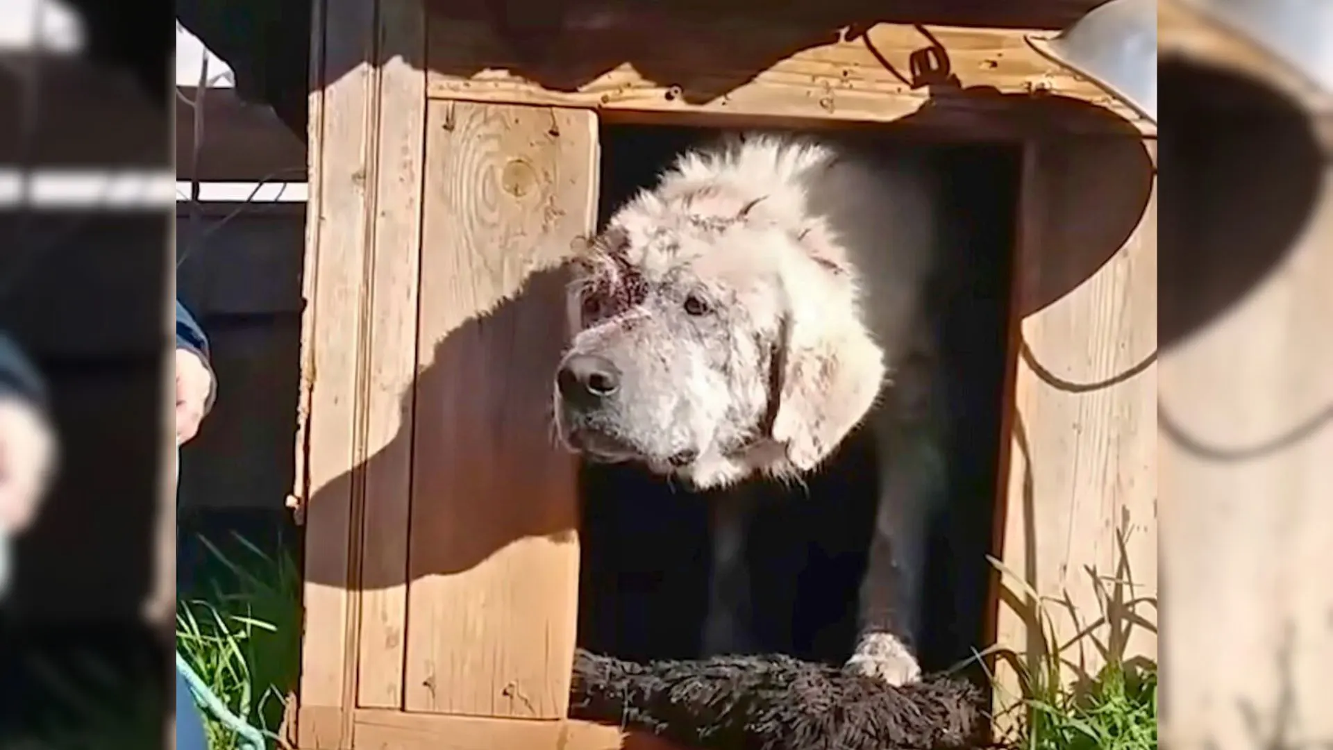A Sweet Dog Abandoned And Left In His Doghouse Finds A New Family
