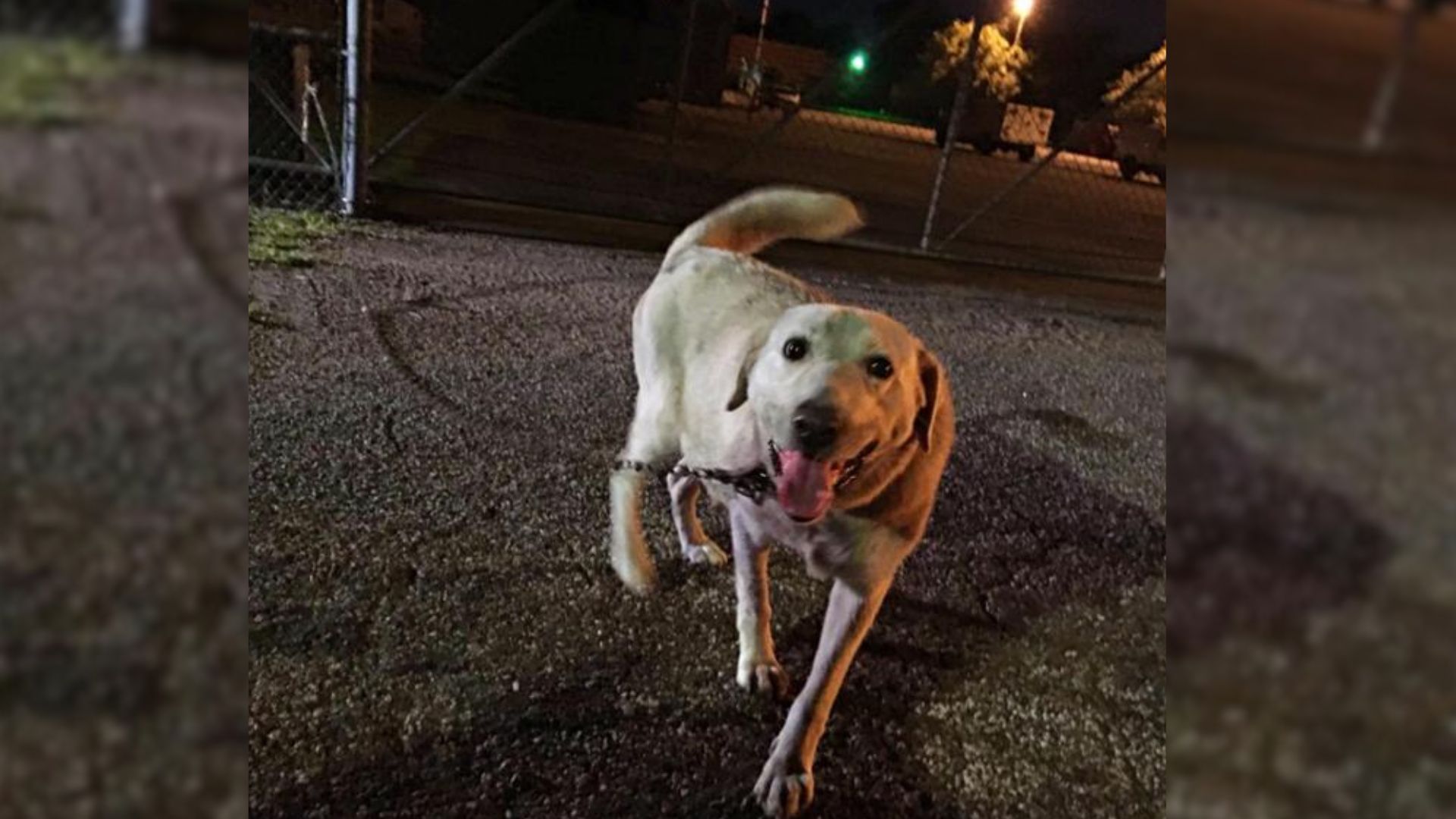 photo of an abandoned dog