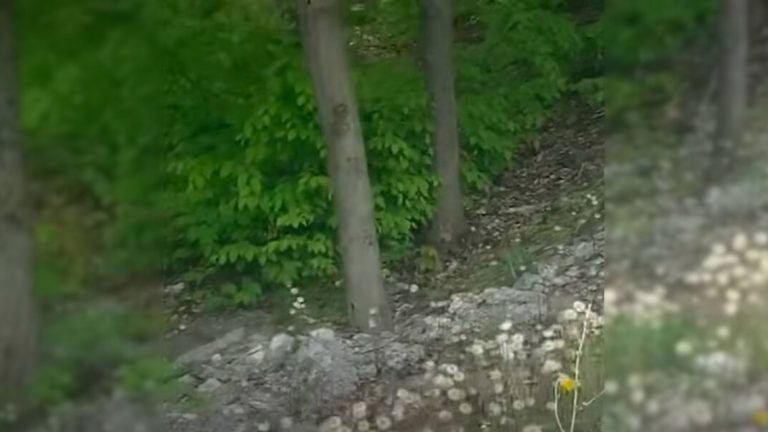 Hikers Find Someone Furry Giving Birth