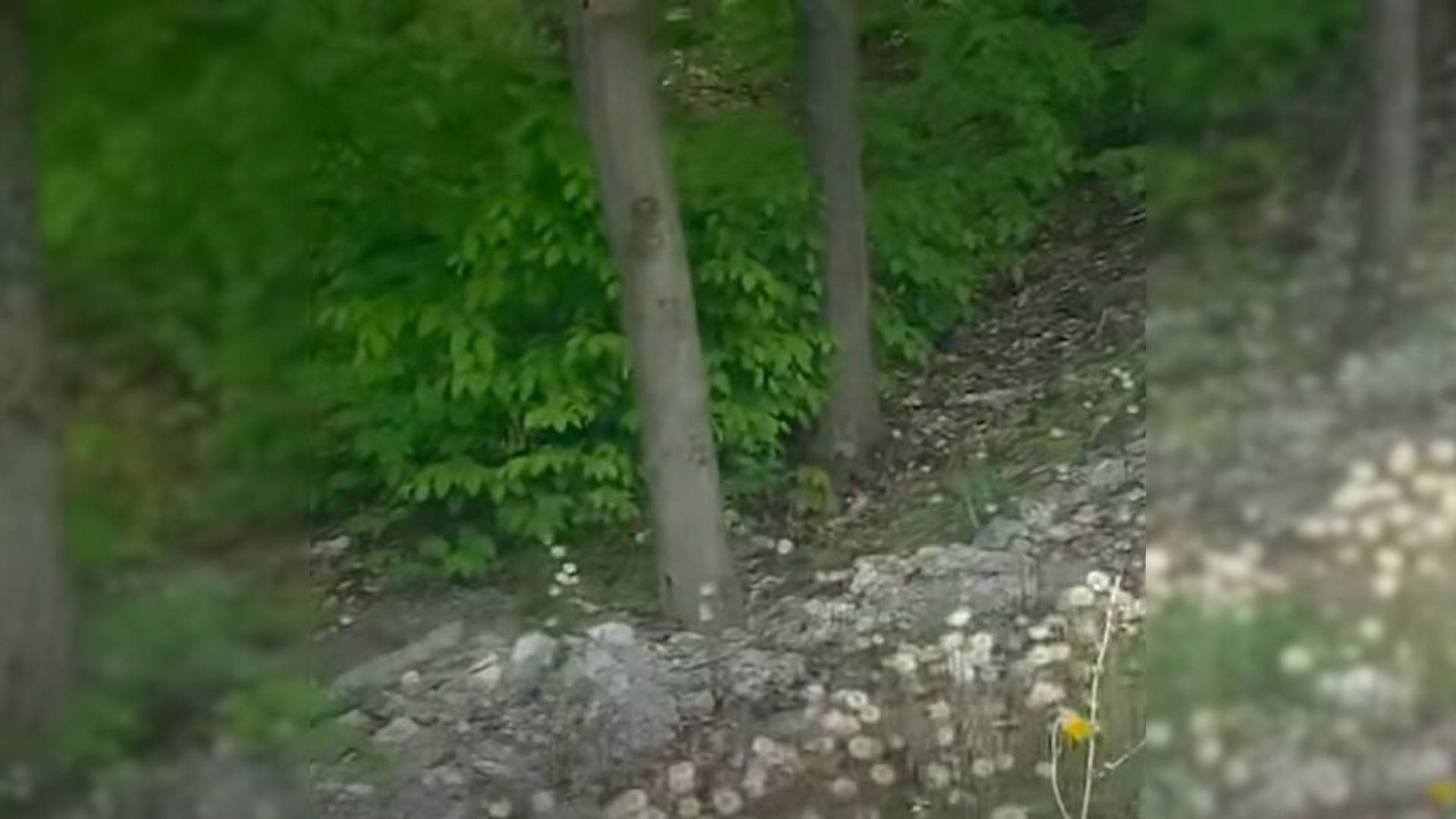 Couple Was Hiking When They Suddenly Heard A Noise In The Woods And Decided To Check It Out