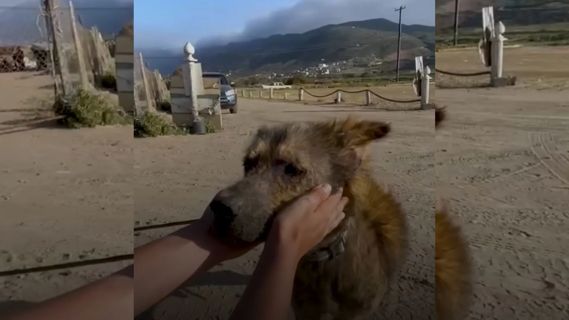 After Rescuing Coyote-Looking Dog 2 Years Ago, Man Reunites With The Transformed Pup