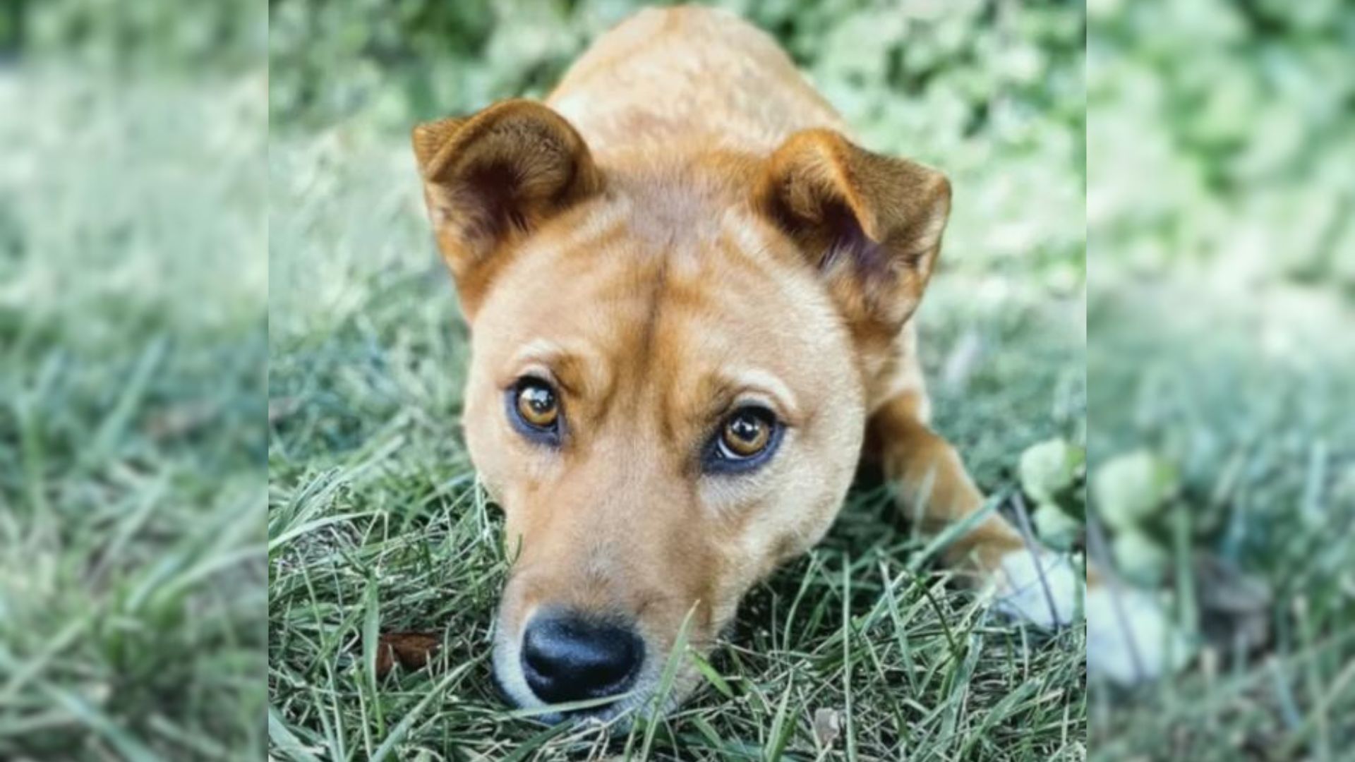 timid dog