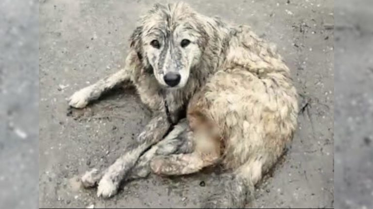 An Abandoned Dog Who Was Badly Hurt Finally Finds A Home
