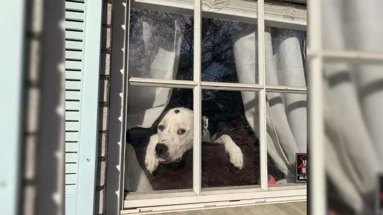 And the UPS Driver awards a compliment for the dog
