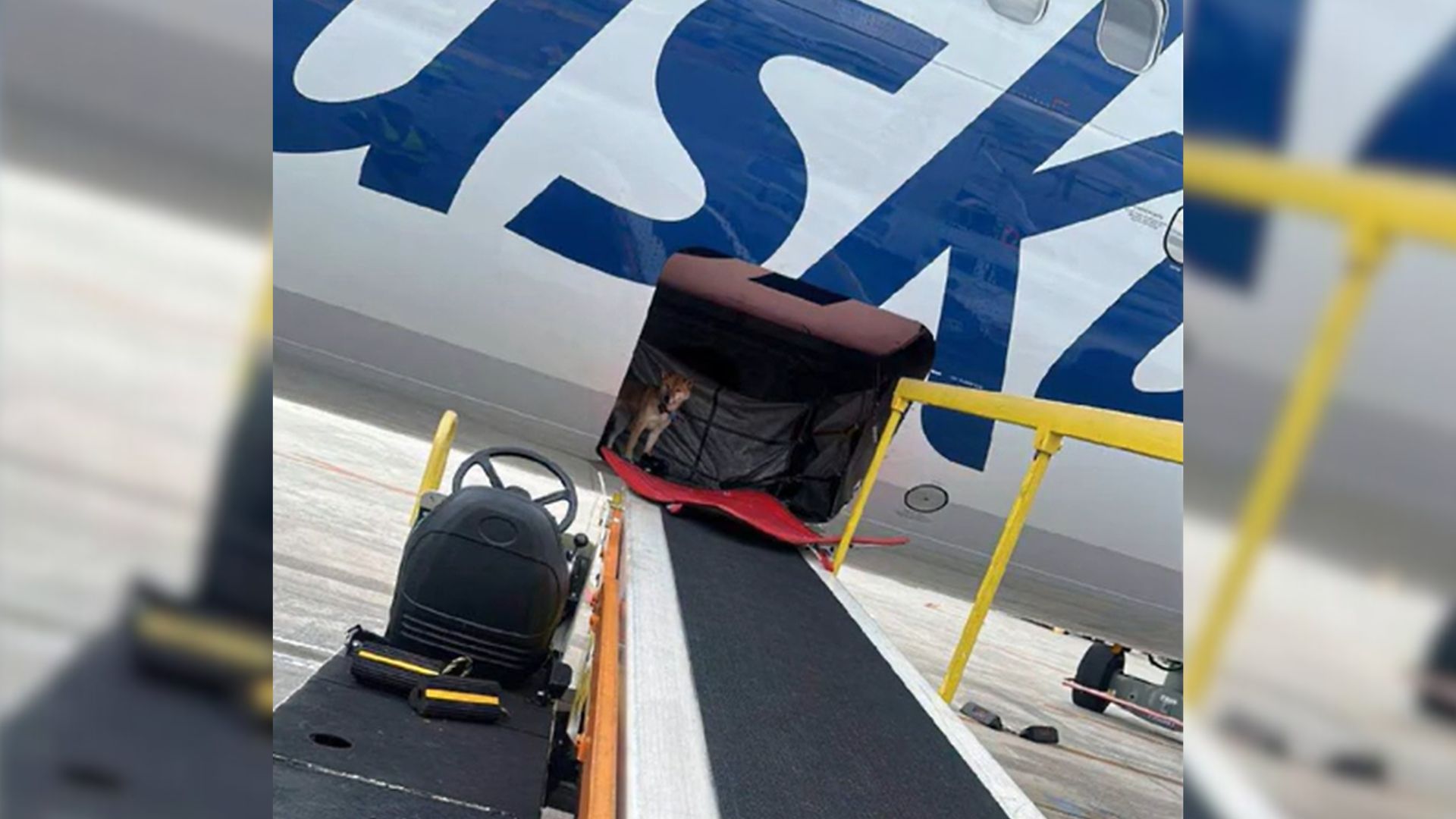 Airline Workers Were Shocked By What They Found In A Cargo Hold