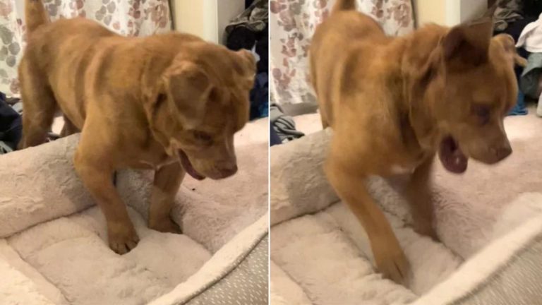 blind dog jumping