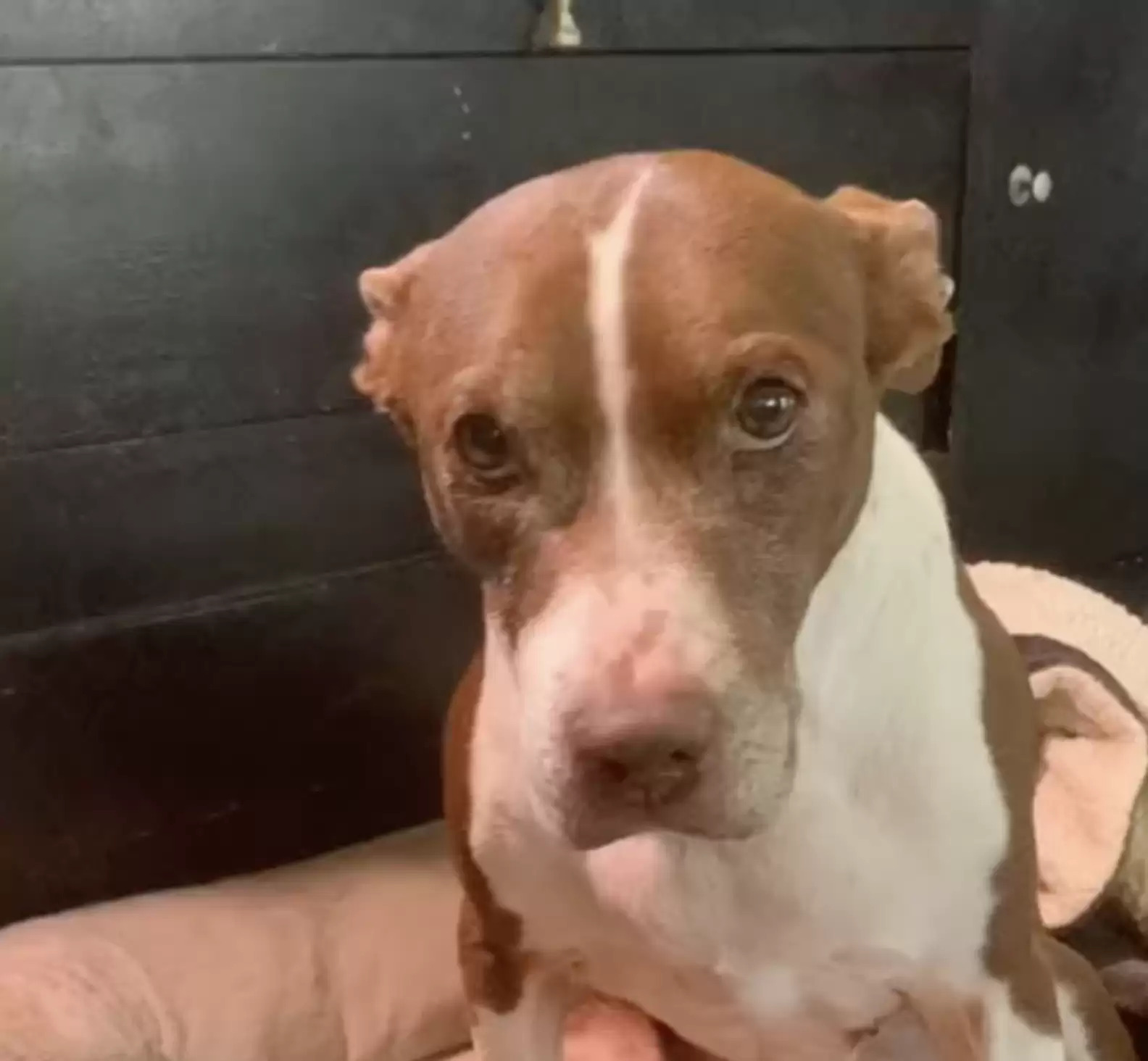 Brown and white dog sitting