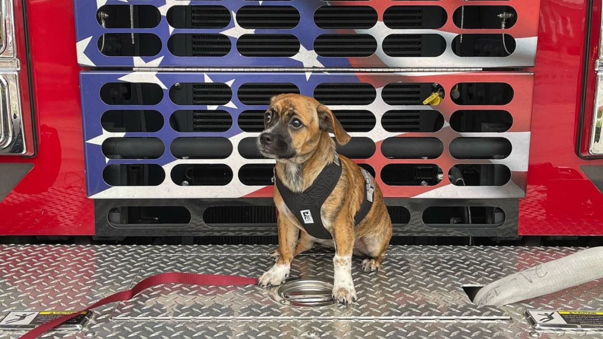 puppy at the fire department