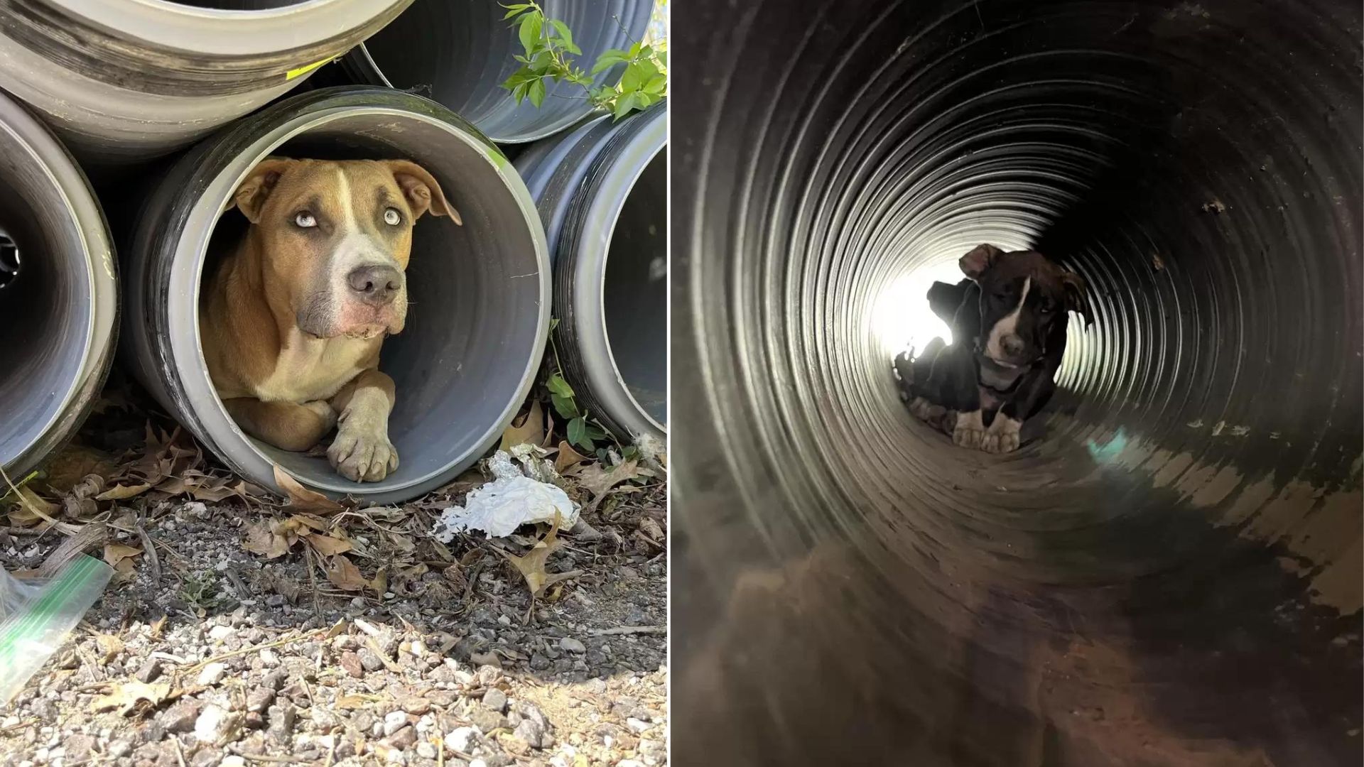 dog in construction zone