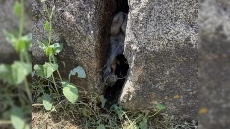 dog stuck between rocks