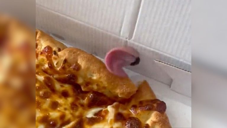 dog licking the pizza