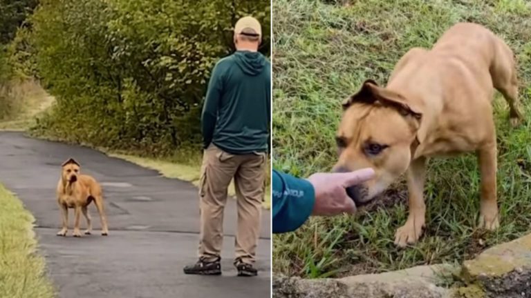 man and a real life scooby doo dog