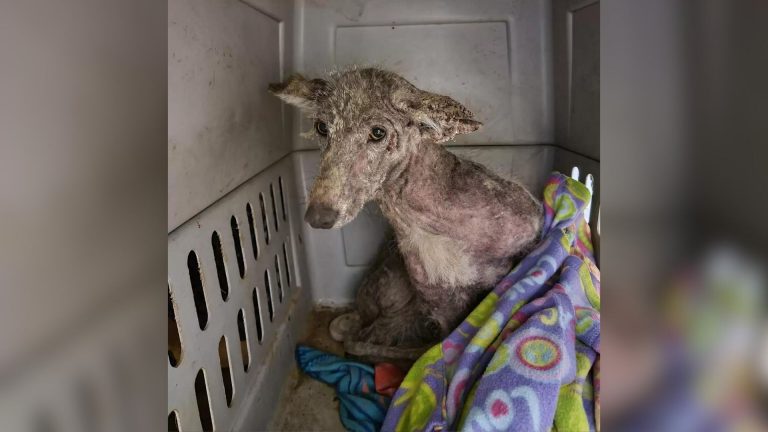 animal in a cage