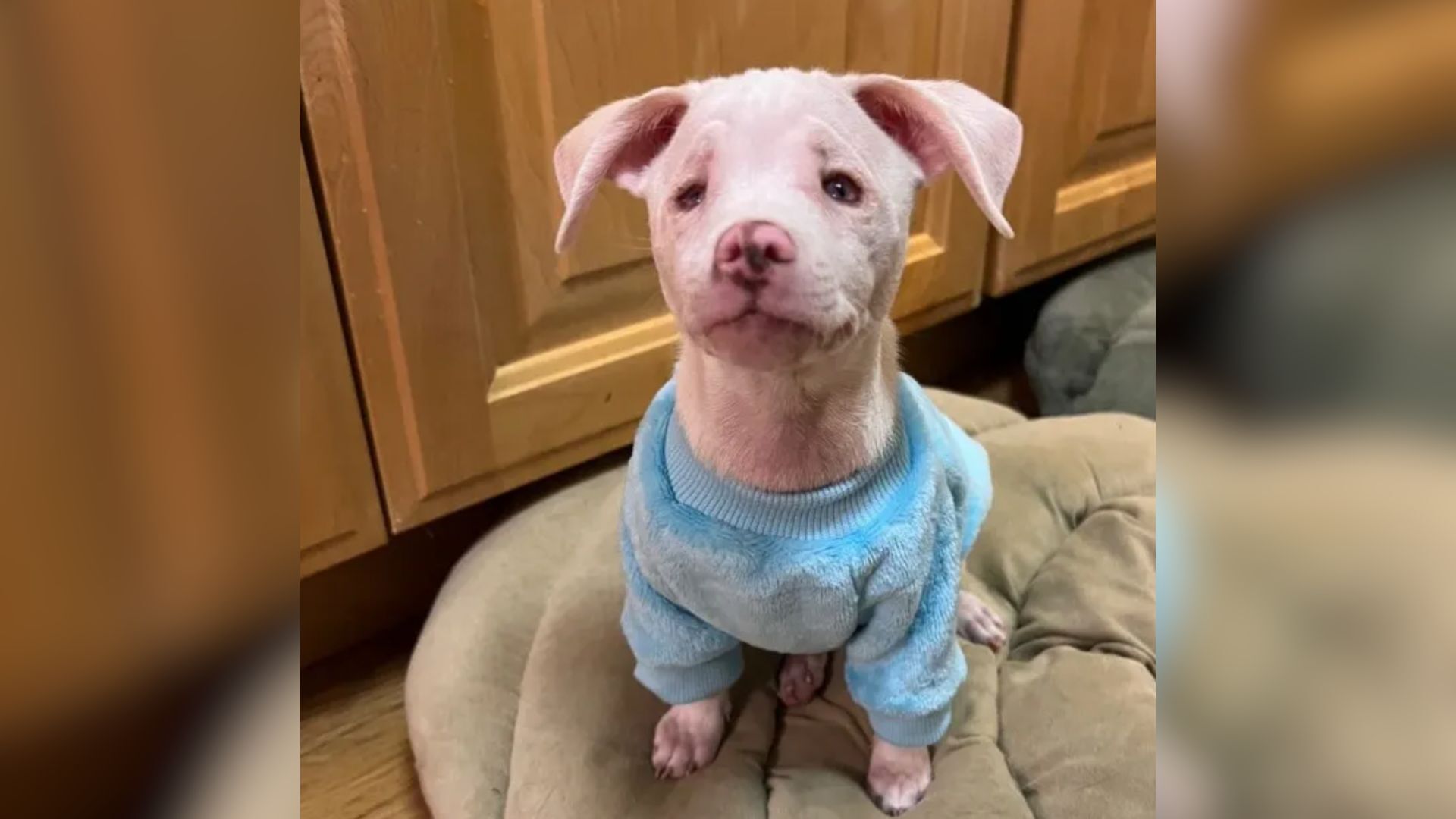 deaf and blind puppy dressed in a blue doggie shirt