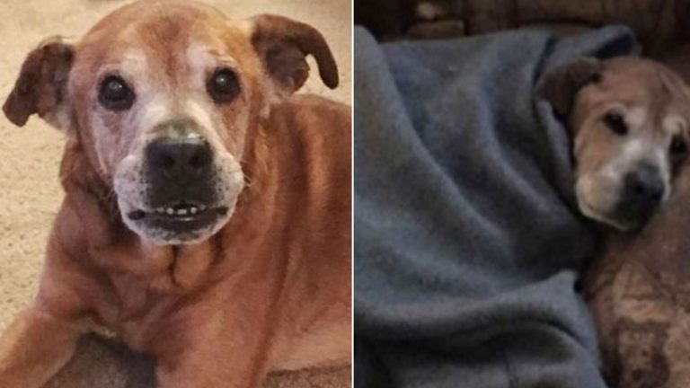 photo of an older dog