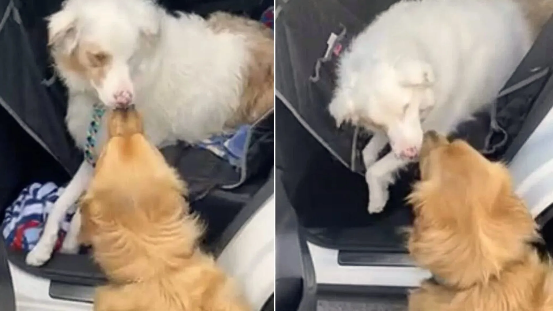 Perro golpea la nariz de su amigo ciego como forma de saludo más dulce