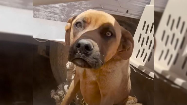 dog on a trailer