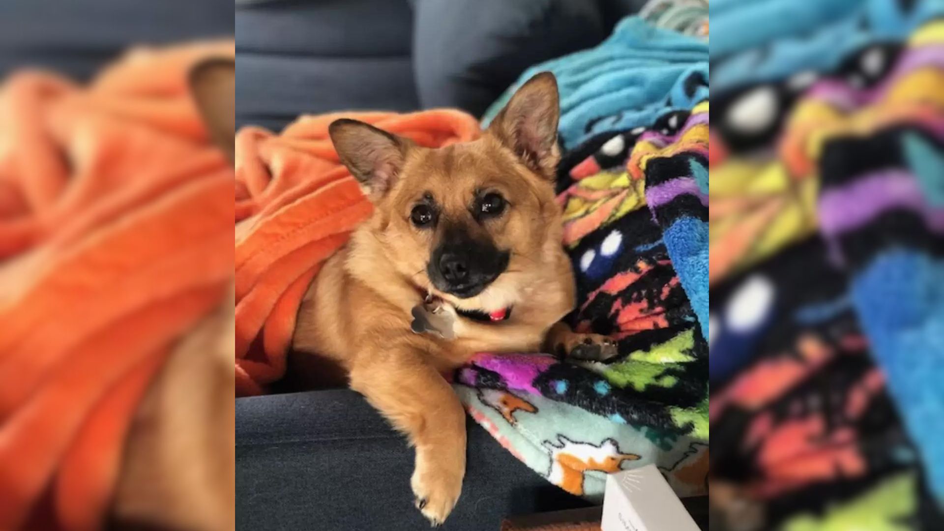 dog lying on the couch with colorful blankets