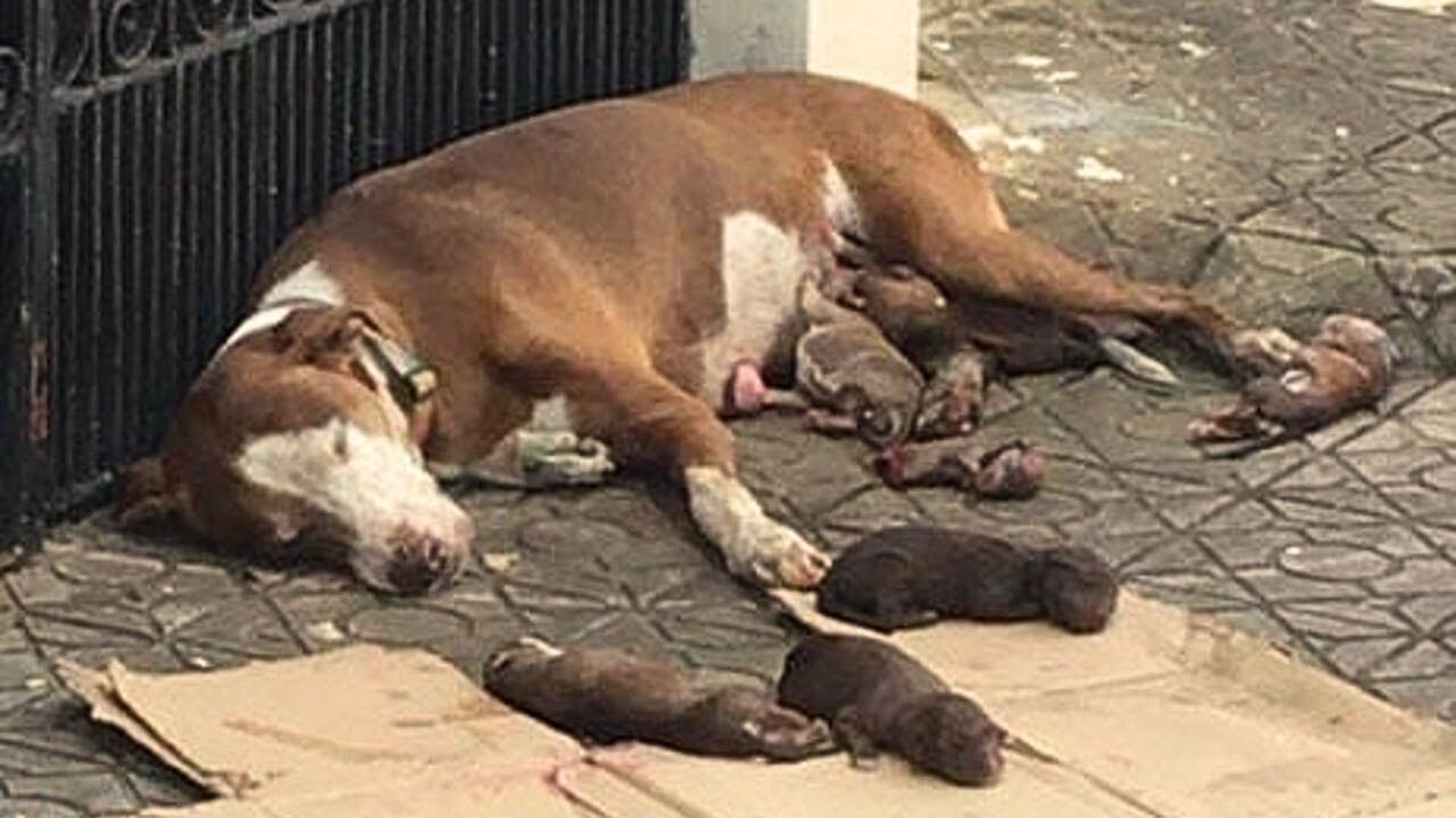 Exhausted Mom Dog Found Lying Helplessly Next To Her Newborn Puppies