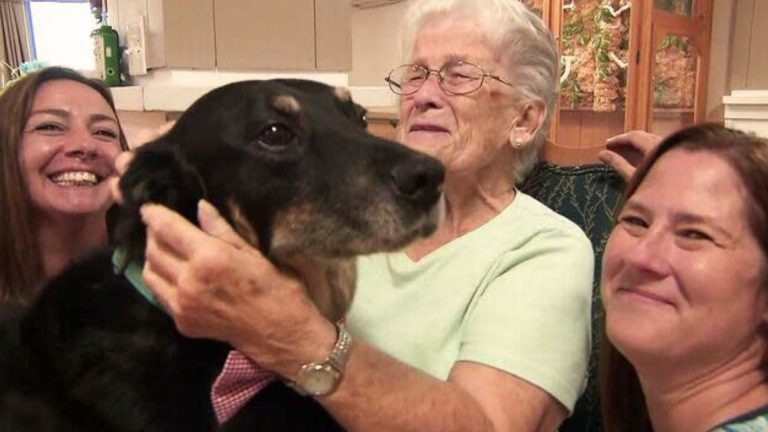 Dog Repeatedly Escapes Shelter