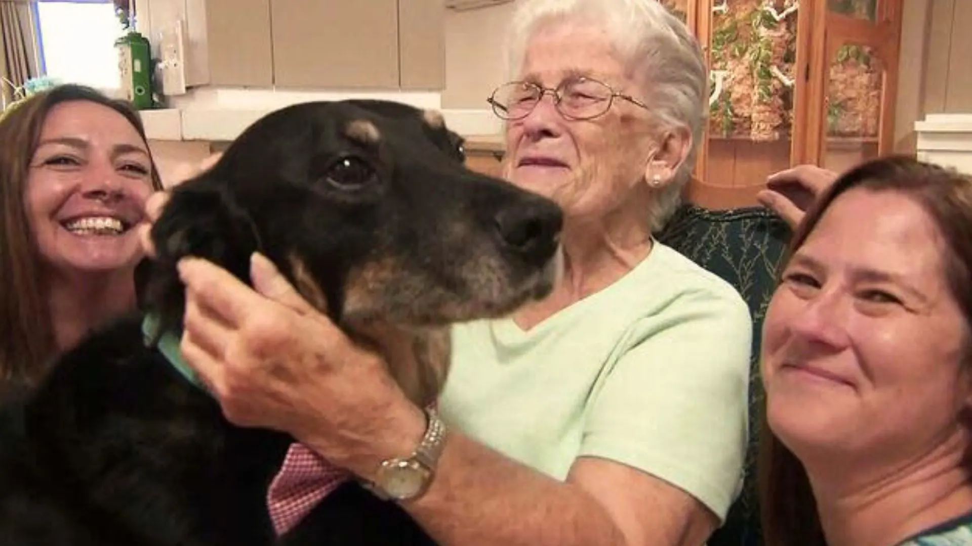 The touching story of a dog that escapes from a shelter time and again