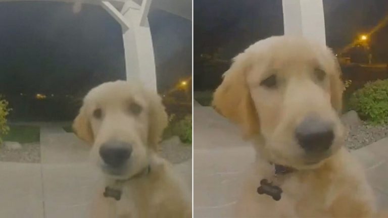 dog rings doorbell