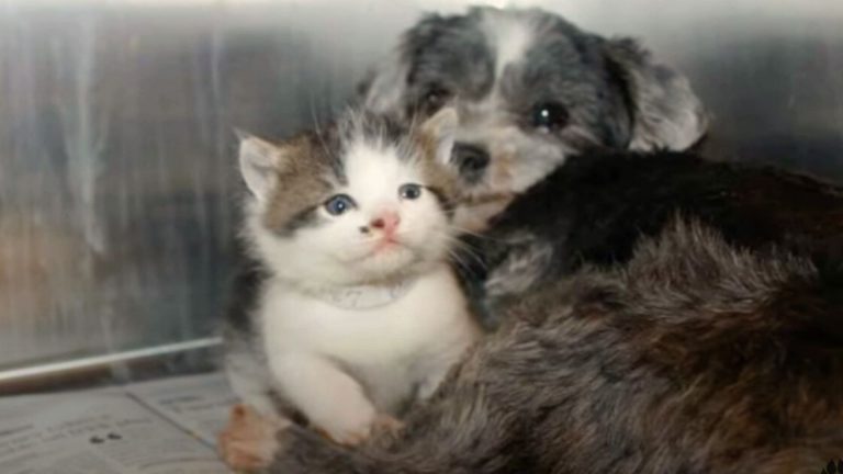 photo of dog and stray kitten