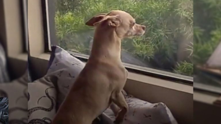 dog on the window shell