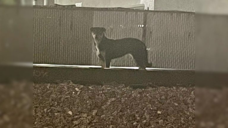 dog on train tracks