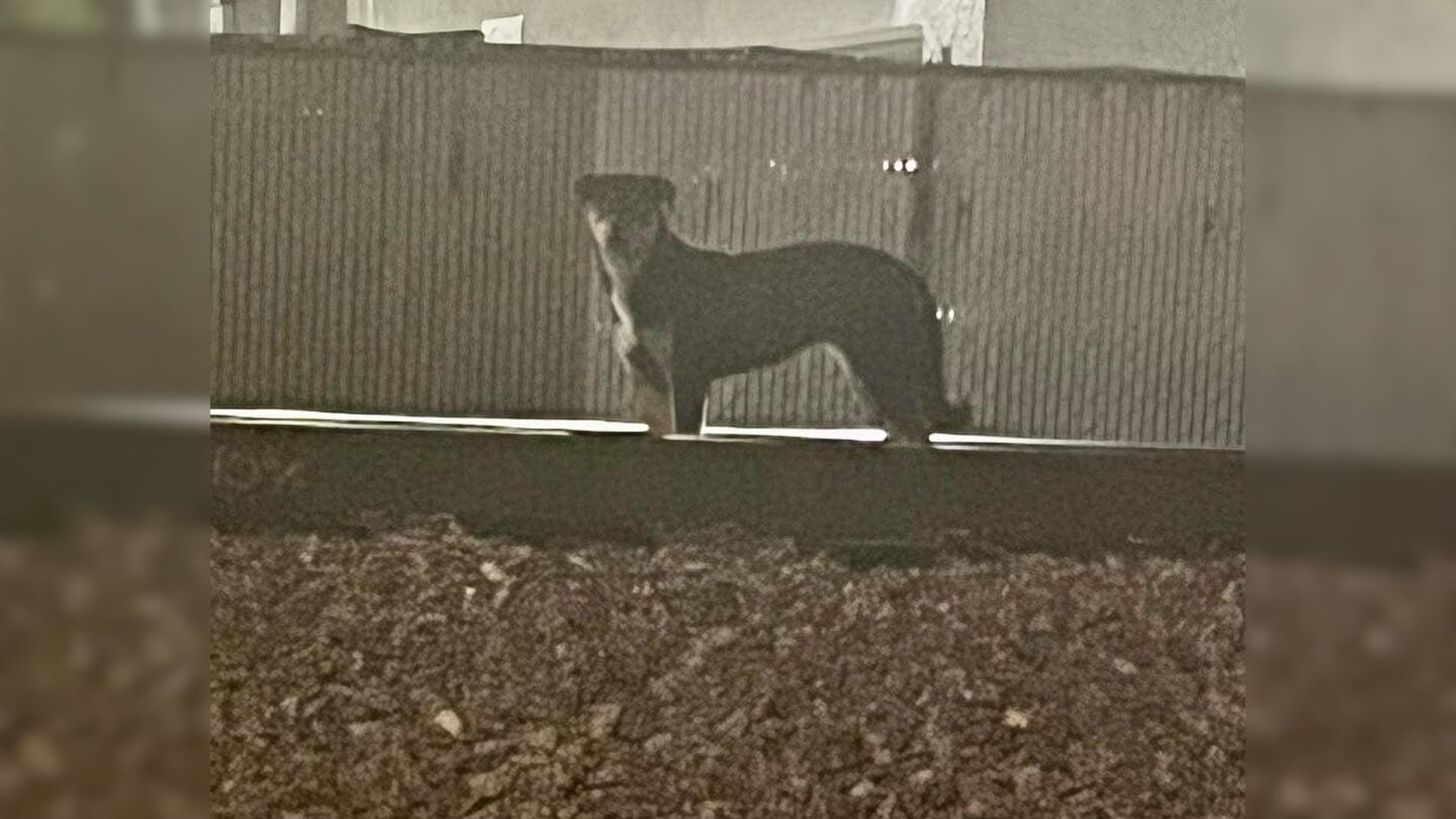 California Pup Abandoned On A Railway Didn’t Want To Leave Until A Kind Person Came To Her Aid